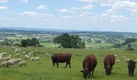 Livestock sustainability & environment collection