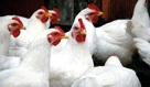 Poultry nutrition collection
