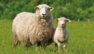 Sheep safety & quality collection