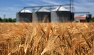 Cereals sustainability & environment collection