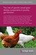 The role of specific cereal grain dietary components in poultry gut function