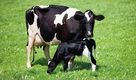 Dairy sustainability & environment collection