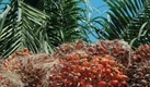 Oil palm collection