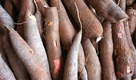 Cassava collection
