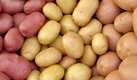 Potatoes collection