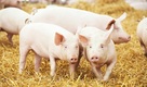 Pigs health & welfare collection
